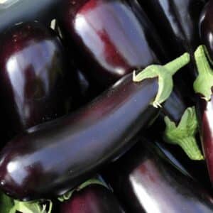 Aubergine