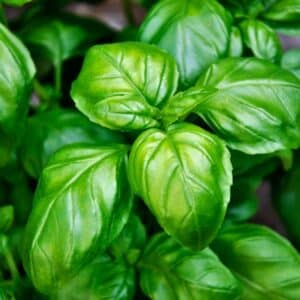 Basilic