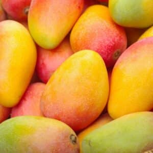 Mangue
