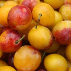 Mirabelle