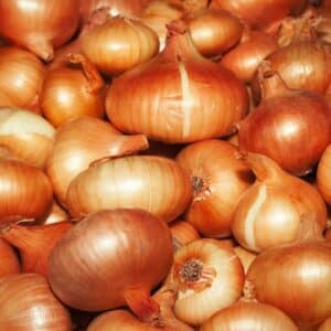 Oignons