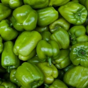 Poivron vert