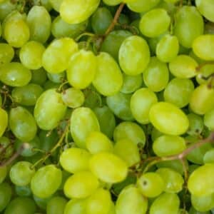 Raisin blanc
