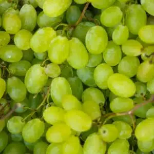 Raisin blanc