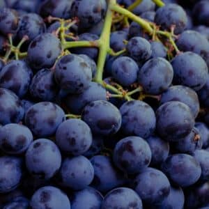 Raisin noir