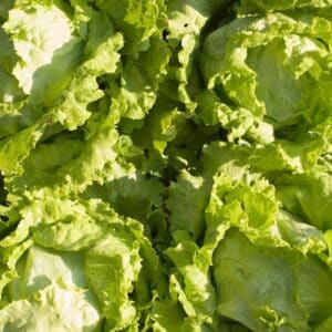 Salade iceberg