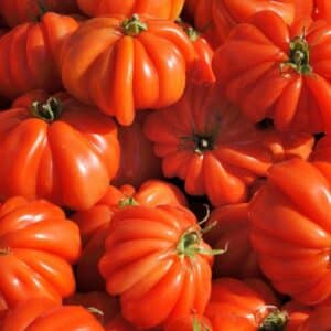 Tomate cœur de bœuf