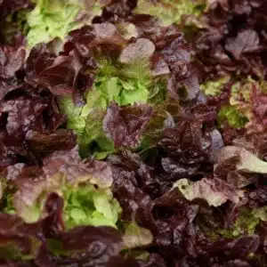 Feuille de chêne rouge