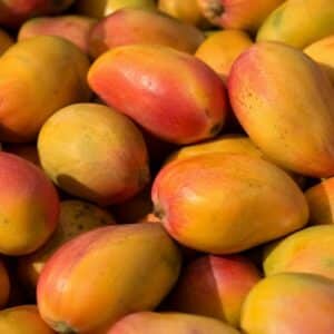 Mangue bateau