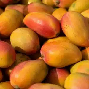 Mangue bateau