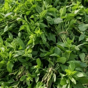 Menthe marocaine