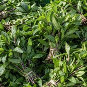 Menthe poivrée