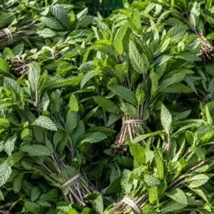 Menthe poivrée