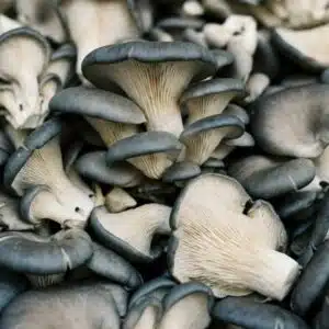 Pleurote grise