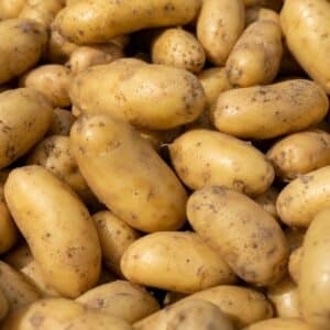 Pomme de terre Charlotte