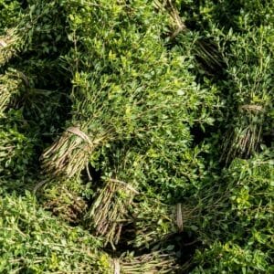 Thym citron
