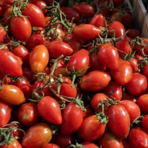 Tomate cerise Cœur de pigeon