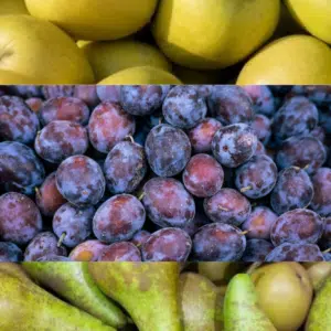 Le PETIT fruits