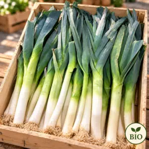 Poireau BIO 1 kg