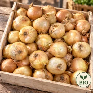 Oignon jaune BIO 1kg