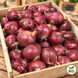 Oignon rouge BIO 1kg